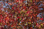 American Sweetgum Leaves and Flowers at Evergreen Park