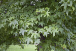American Sweetgum Leaves
