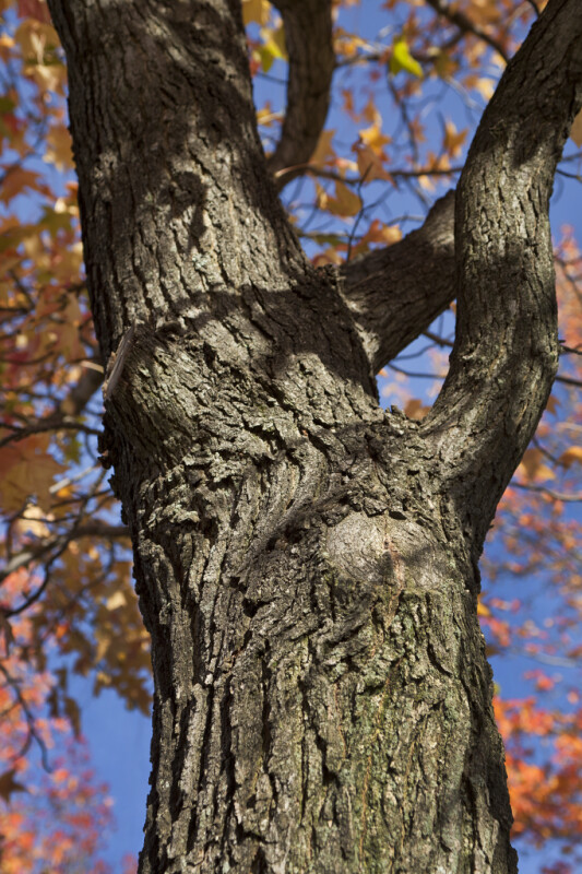 American Sweetgum Tree Trunk