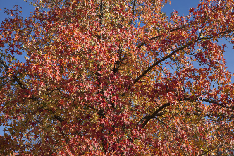 American Sweetgum Tree with Mostly Red Leaves