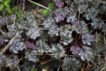 "Amethyst Mist" Heuchera Flowers and Branches