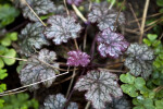 "Amethyst Mist" Heuchera Wet Flowers and Leaves