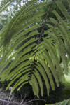 Amla Tree Branch