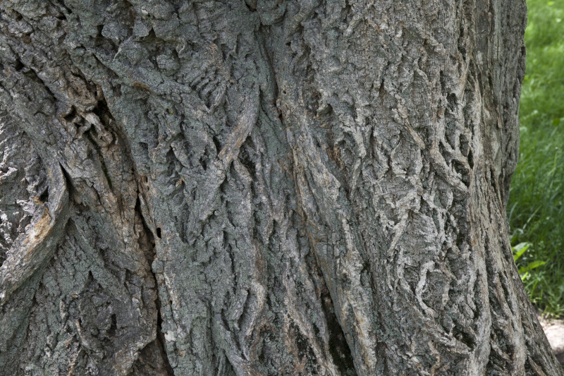 Amur Cork Tree Bark