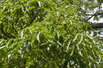 Amur Cork Tree Leaves and Berries