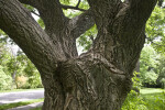 Amur Cork Tree Trunk