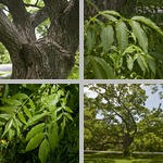 Amur Cork Trees photographs
