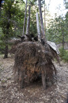 An Acorn Granary in Ahwahnee Village