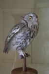 An Eastern Screech Owl