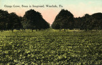 An Orange Grove and a Bean Field in Wauchula, Florida