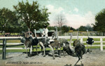 An Ostrich Farm in Jacksonville, Florida