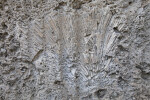 Ancient Coral Embedded in a Quarry Wall