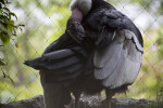 Andean Condor Preening