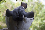 Andean Condor