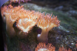 Anemones