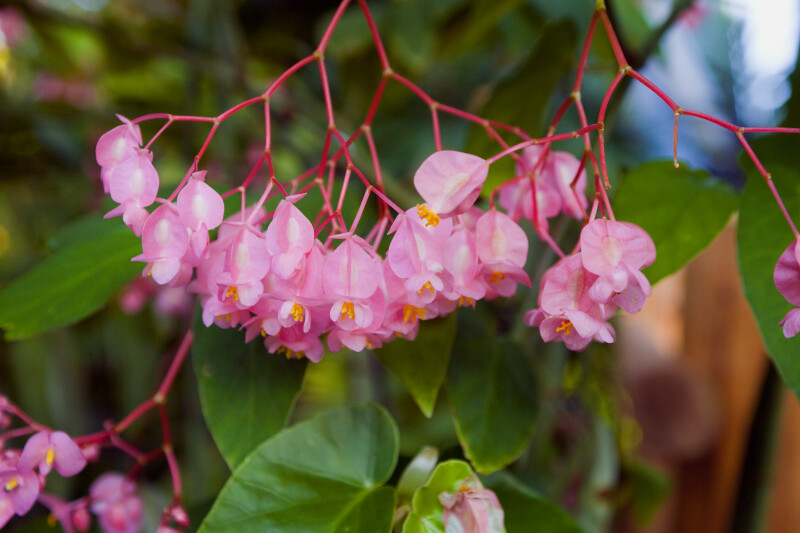 Angel Wing Begonia Flowers