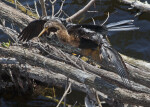 Anhinga Drying Its Wings