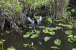 Anhinga Among Aquatic Plants