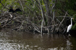 Anhinga and Great Egret