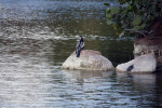 Anhinga and Turtle