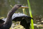 Anhinga Beak, Head, and Neck Close-Up