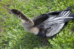 Anhinga Close-Up at Anhinga Trail of Everglades National Park