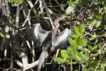 Anhinga Spreading Wings on a Branch