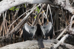 Anhinga Drying Wings