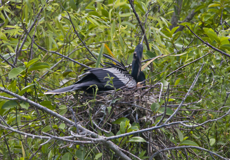 Anhinga in its Nest