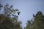 Anhinga Landing