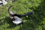 Anhinga Looking Backwards