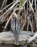 Anhinga on a Log