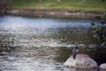 Anhinga on a Rock