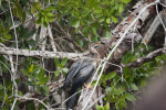 Anhinga on Tree