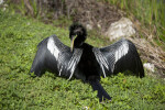 Anhinga Pruning its Feathers at Anhinga Trail of Everglades National Park