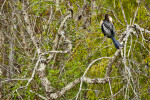 Anhinga Pruning