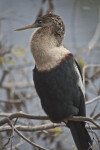 Anhinga Resting on a Branch