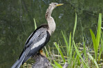 Anhinga Resting on a Tree Stump