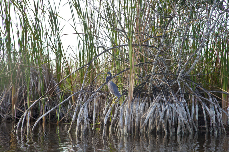 Anhinga Resting on the Roots of a Mangrove Tree