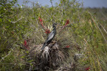 Anhinga Standing in a Cluster of Flowering Air Plants