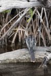 Anhinga Standing on a Log