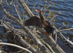 Anhinga Swallowing Prey