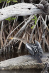 Anhinga with Beak Open