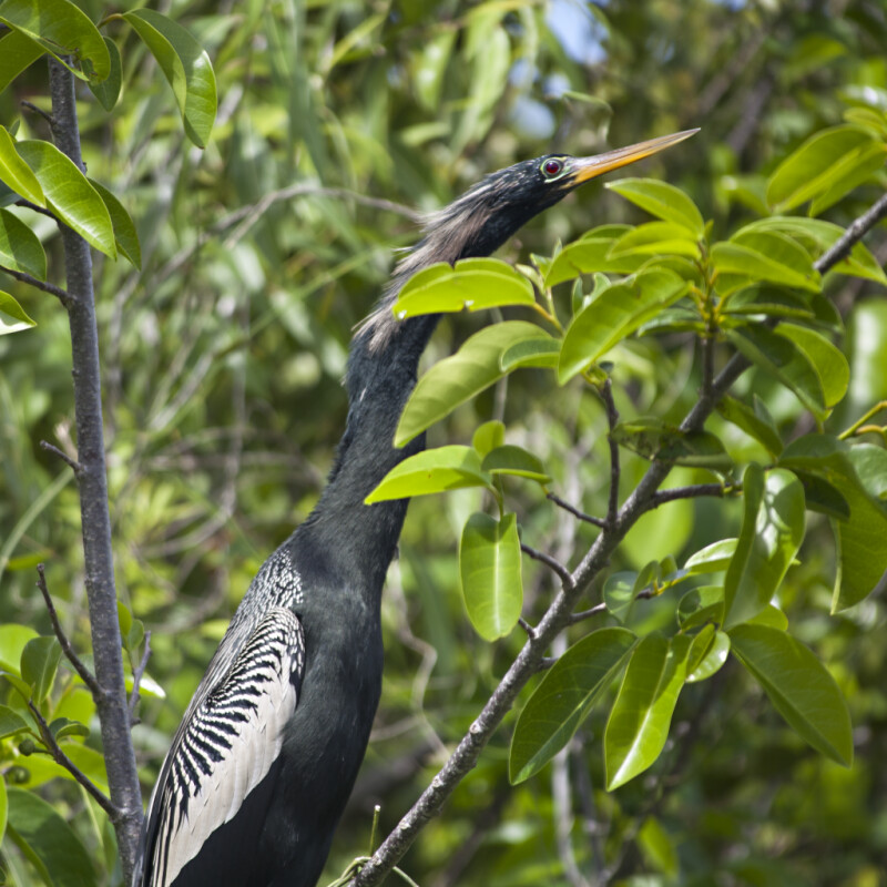 Anhinga with its Necked Crooked