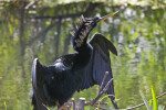 Anhinga with its Wings Lifted