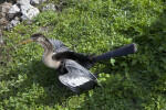 Anhinga with its Wings Spread