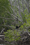 Anhingas in Tree