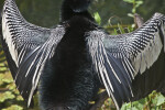 Anhinga's Wings and Back