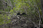 Anhingas