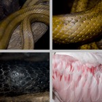 Animal Patterns & Textures photographs